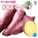 【P2倍★マラソン期間中】さつまいもの苗紅はるか(ベニハルカ)【野菜の苗 つる取り用9cmポット】さつまいも苗 サツマイモ苗 薩摩芋苗 薩摩芋の苗 野菜苗 ガー...