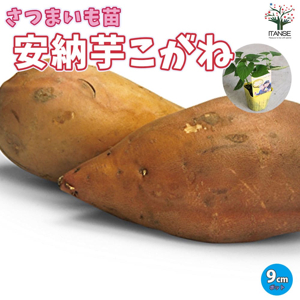 【送料無料】さつまいもの苗安納芋こがね(アンノウイモコガネ)【野菜の苗 つる取り用9cmポット】さつまいも苗 サツマイモ苗 薩摩芋苗 薩摩芋の苗 野菜苗 ガーデニング 家庭菜園