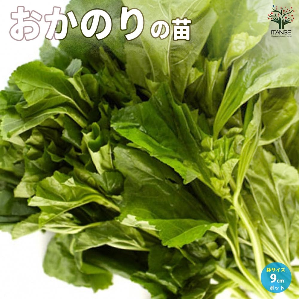 【送料無料】おかのり【野菜の苗 9cmポット】オカノリ 畑菜 ハタケナ ノリナ 陸のり おかのり 野菜苗 葉野菜 家庭菜園