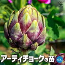 【P2倍★マラソン期間中】アーティチョーク【野菜の苗 10.5cmポット】アーティチョーク チョウセンアザミ Cynara scoiymus ハーブ ハーブの苗...