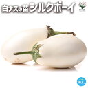 【P2倍★マラソン期間中】白ナス シルクボーイ 自根苗【野菜の苗 10.5cmポット】ナスの苗 ナス苗 なす苗 茄子苗 茄子の苗 野菜苗 多収穫 ガーデニング ...