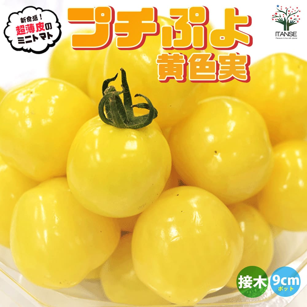 【マラソン中★ポイントUP】ミニトマトの苗 プチぷよ 黄色実 接木苗【野菜の苗 9cmポット】トマト苗 とまと苗 ミニトマト苗 トマトの苗 とまとの苗 プチトマト ガーデニング 家庭菜園 プランター菜園 ベランダ菜園 PVP