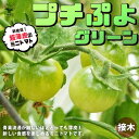 ITANSE ミニトマトの苗 プチぷよ グリーン 接木苗 野菜の苗 9cmポット トマト苗 とまと苗 ミニトマト苗 トマトの苗 とまとの苗 プチトマト ガーデニング 家庭菜園 プランター菜園 ベランダ菜園 PVP 送料無料 即納