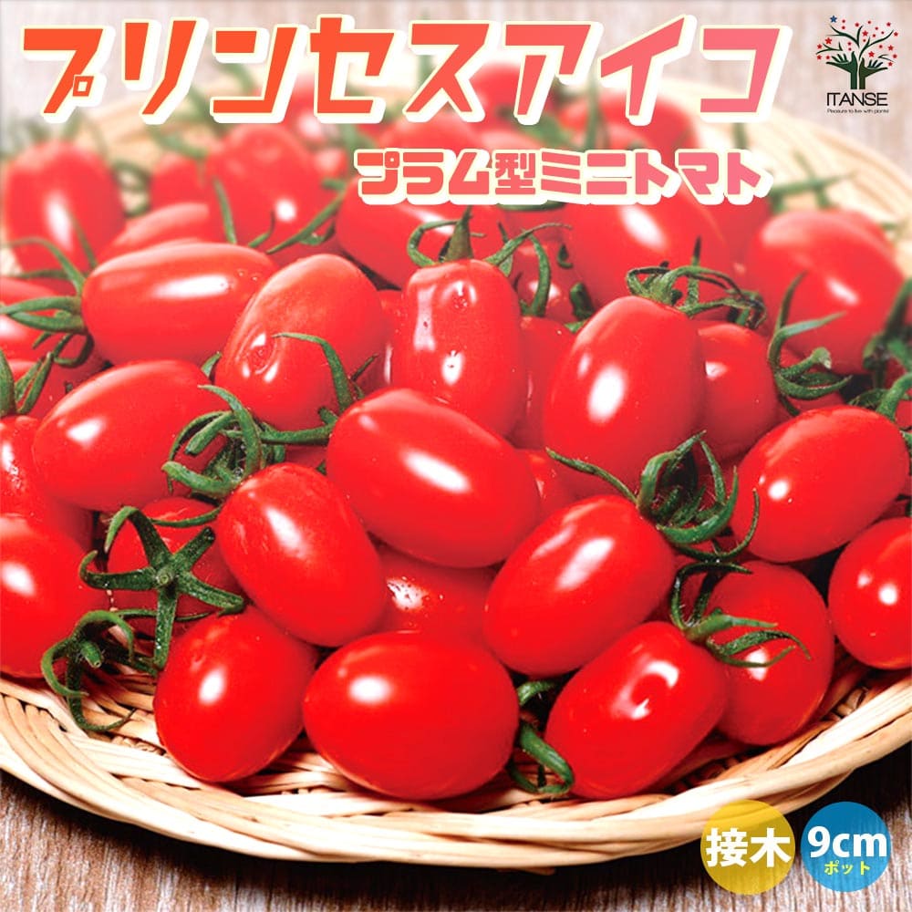 【送料無料】ミニトマトの苗 プリンセスアイコ 接木苗【野菜の苗 9cmポット】トマト苗 とまと苗 ミニトマト苗 トマトの苗 とまとの苗 プチトマト ガーデニング 家庭菜園 プランター菜園 ベランダ菜園のサムネイル