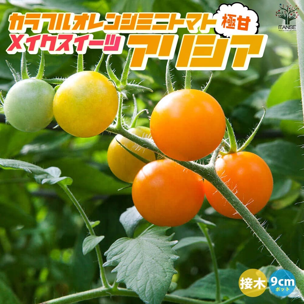 【送料無料】ミニトマトの苗 メイクスイーツ アリシア 接木苗【野菜の苗 9cmポット】トマト苗 とまと苗 ミニトマト苗 トマトの苗 とまとの苗 プチトマト ガーデニング 家庭菜園 プランター菜園 ベランダ菜園