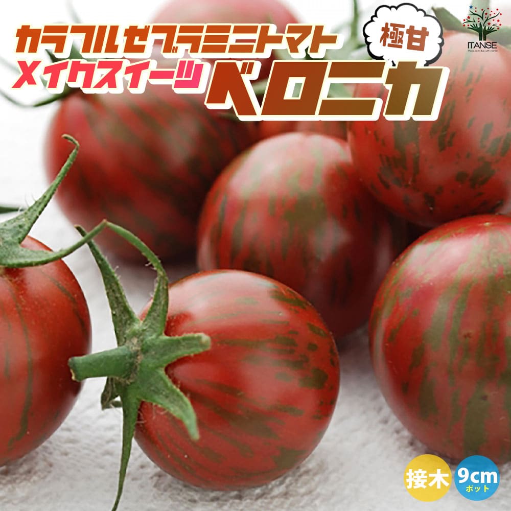 【送料無料】ミニトマトの苗 メイクスイーツ ベロニカ 接木苗【野菜の苗 9cmポット】トマト苗 とまと苗 ミニトマト苗 トマトの苗 とまとの苗 プチトマト ガーデニング 家庭菜園 プランター菜園 ベランダ菜園