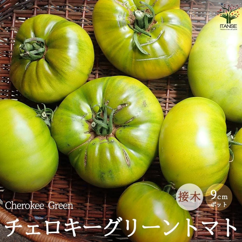 【送料無料】トマトの苗 チェロキーグリーントマトの苗 接木苗【野菜の苗 9cmポット】トマト苗 とまと苗 ミニトマト苗 トマトの苗 とまとの苗 プチトマト ガーデニング 家庭菜園 プランター菜園 ベランダ菜園