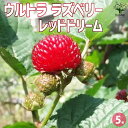 【P2倍★マラソン期間中】ウルトラ ラズベリー レッドドリーム【果樹の苗木 5号ポット】果樹 果樹苗 果樹の苗 フルーツ 果物 ラズベリー Rosaceae R...