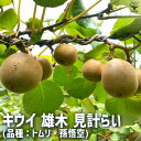 【ポイント2倍★マラソン期間】キウイ オス 見計らい 果樹の苗 10.5cmポット 果樹苗 果樹の苗 苗木 雄木 家庭菜園 栽培 ガーデニング 送料無料 即納
