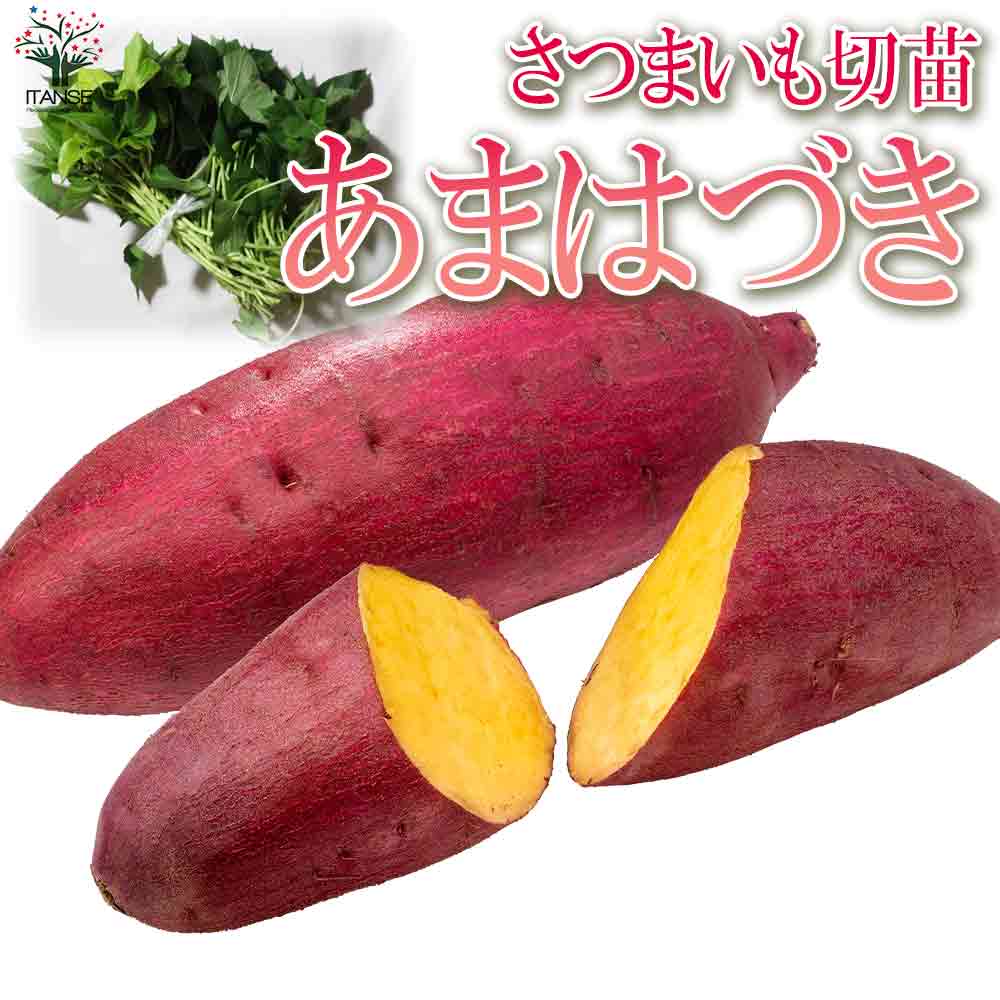 【マラソン中★ポイントUP】さつまいもの切苗 品種：あまはづき【野菜の苗 約50本(25本×2束)】さつまいもの切苗 切り苗 野菜苗 ガーデニング 家庭菜園 サツマイモの苗 さつま芋苗 PVP