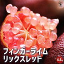 【P2倍★マラソン期間中】フィンガーライム リックスレッド【果樹の苗木 接木苗4.5号鉢】キャビアライム キャビア ライム 果樹苗 果樹 果物 くだもの