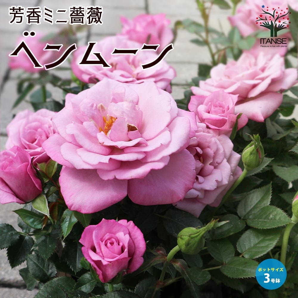 【送料無料】芳香ミニ薔薇 ベンムーン【花苗 3号ポット】バラ苗 バラの苗 薔薇苗 薔薇の苗 花苗 花の苗 ローズガーデン イングリッシュガーデン rose バラ園 フラワーガーデン