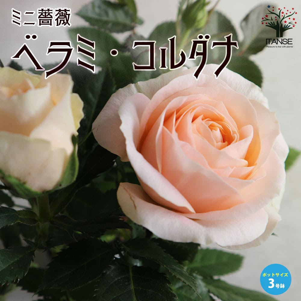 【送料無料】ミニ薔薇 ベラミ・コルダナ【花苗 3号ポット】バラ苗 バラの苗 薔薇苗 薔薇の苗 花苗 花の苗 ローズガーデン イングリッシュガーデン rose バラ園 フラワーガーデン