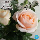 【送料無料】ミニ薔薇 ベラミ コルダナ【花苗 3号ポット】バラ苗 バラの苗 薔薇苗 薔薇の苗 花苗 花の苗 ローズガーデン イングリッシュガーデン rose バラ園 フラワーガーデン