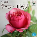 【送料無料】ミニ薔薇 タマラ コルダナ【花苗 3号ポット】バラ苗 バラの苗 薔薇苗 薔薇の苗 花苗 花の苗 ローズガーデン イングリッシュガーデン rose バラ園 フラワーガーデン