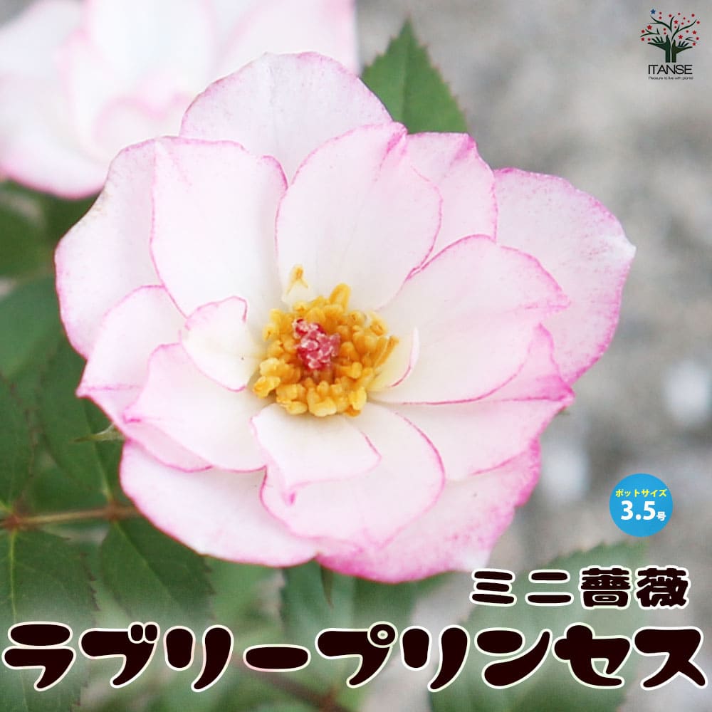 ミニ薔薇 ラブリープリンセス オプティマバラ苗 バラの苗 薔薇苗 薔薇の苗 花苗 花の苗 ローズガーデン イングリッシュガーデン rose バラ園 フラワーガーデン