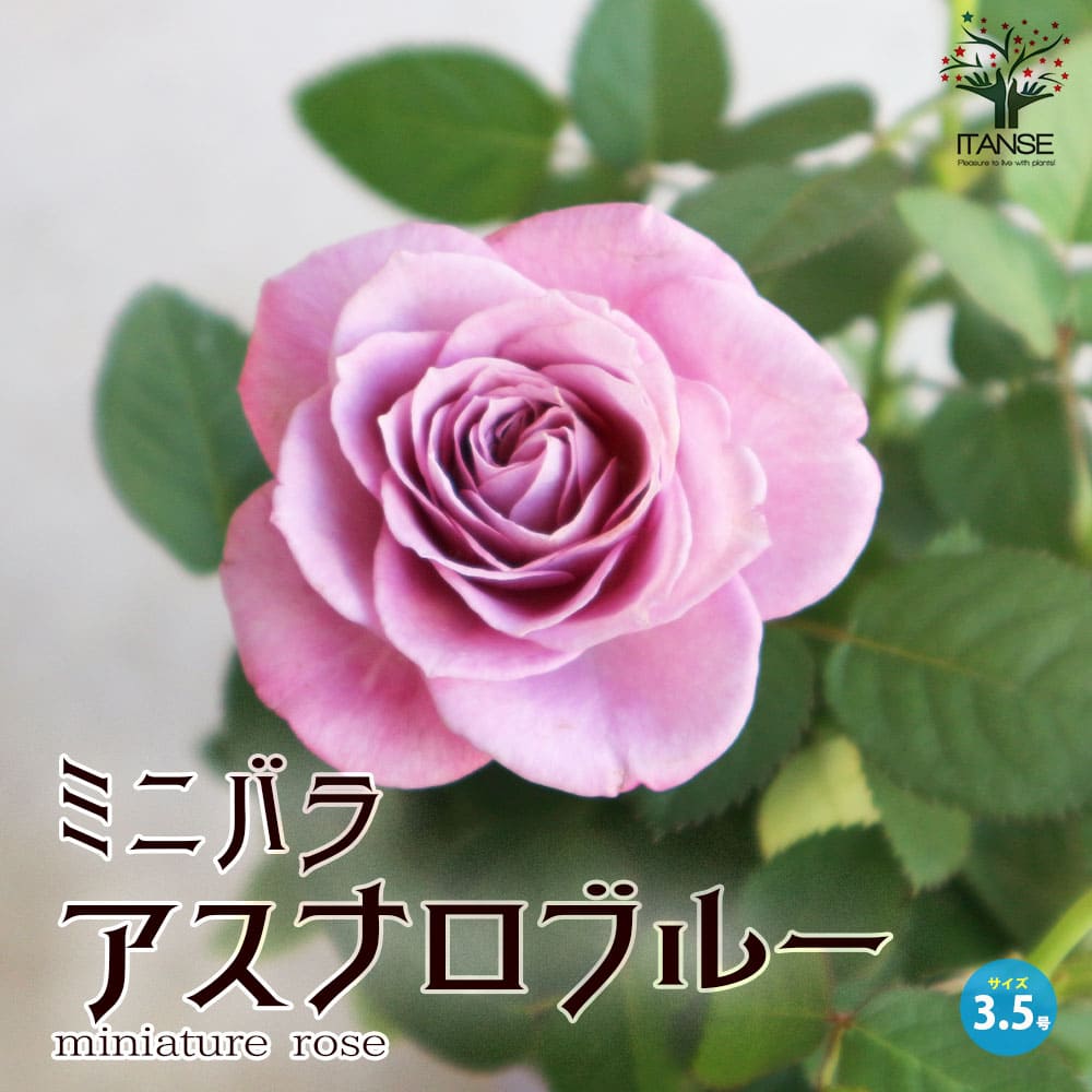 ミニ薔薇 アスナロブルーバラ苗 バラの苗 薔薇苗 薔薇の苗 花苗 花の苗 ローズガーデン イングリッシュガーデン rose バラ園 フラワーガーデン