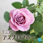 【マラソン中★ポイントUP】ミニ薔薇 アスナロブルー【花苗 3.5号ポット】バラ苗 バラの苗 薔薇苗 薔薇の苗 花苗 花の苗 ローズガーデン イングリッシュガーデン rose バラ園 フラワーガーデン