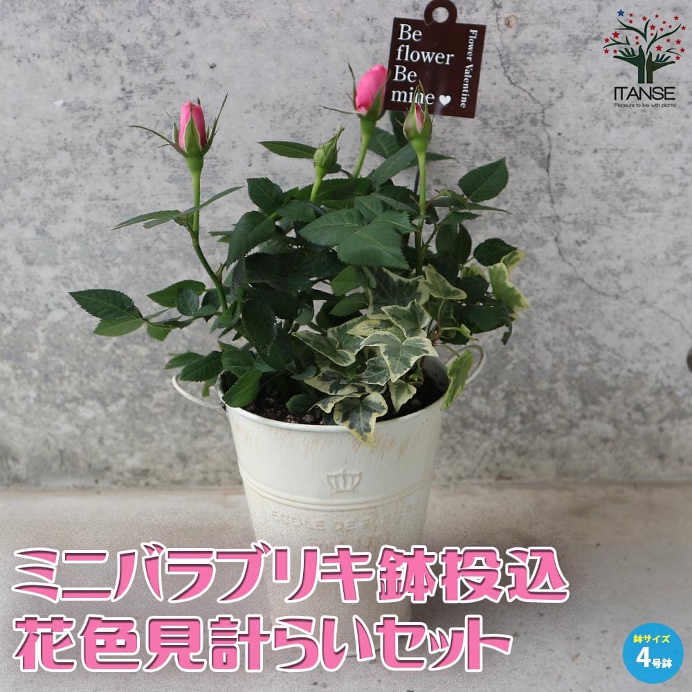 【送料無料】ミニ薔薇花色見計らいセット【花苗 4号ブリキ鉢投込】バラ苗 バラの苗 薔薇苗 薔薇の苗 花苗 花の苗 ローズガーデン rose ..