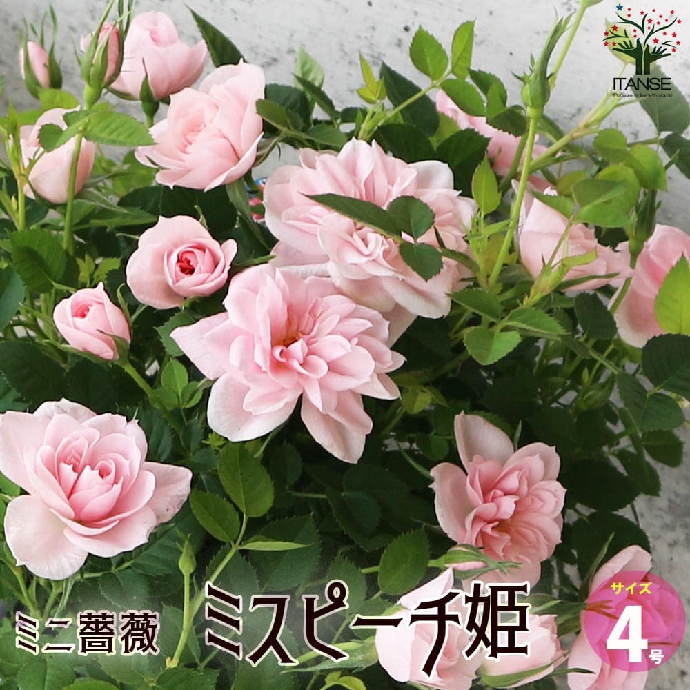 Rose - 【送料無料】ミニ薔薇 ミスピーチ姫 花苗 4号鉢 バラ苗 バラの苗 薔薇苗 薔薇の苗 花苗 花の苗 ローズガーデン イングリッシュガーデン rose バラ園 フラワーガーデン 送料無料 即納