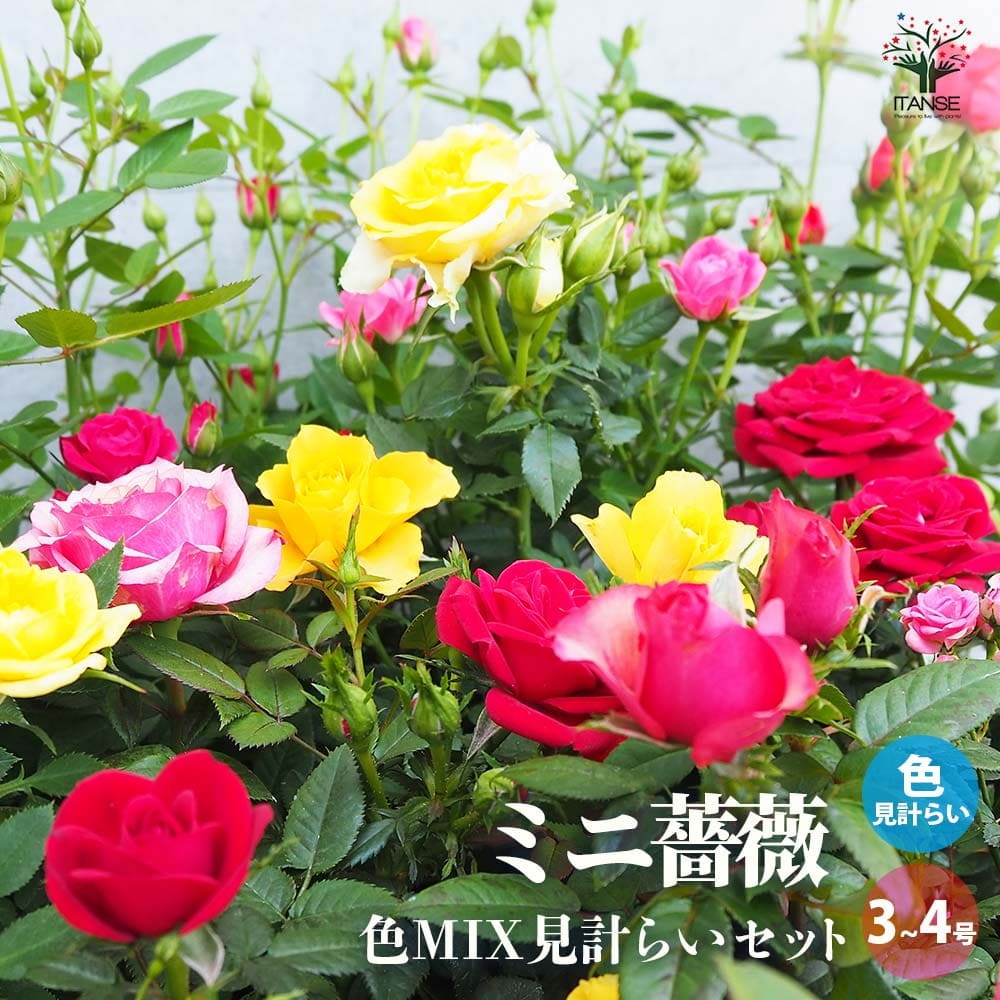 バラ 鉢植え 【送料無料】ミニ薔薇 色MIX見計い【花苗 3号～4号】バラ苗 バラの苗 薔薇苗 薔薇の苗 花苗 花の苗 ローズガーデン イングリッシュガーデン rose バラ園 フラワーガーデン