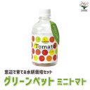 【送料無料】ミニトマト【窓辺で育てるグリーンペットベジ】お買い得 野菜苗 苗 野菜 簡単 栽培 ベランダ サラダ ギフト mini tomato