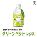 【P2倍★マラソン期間中】レタス【窓辺で育てるグリーンペットベジ】お買い得 野菜苗 苗 野菜 簡単 栽培 ベランダ サラダ ギフト プレゼント 贈答 お歳暮 お...