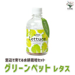 【マラソン中★ポイントUP】レタス【窓辺で育てるグリーンペットベジ】お買い得 野菜苗 苗 野菜 簡単 栽培 ベランダ サラダ ギフト プレゼント 贈答 お歳暮 お中元 鑑賞