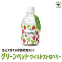 【送料無料】ワイルドストロベリー【窓辺で育てるグリーンペットベジ】お買い得 野菜苗 苗 野菜 簡単 栽培 ベランダ サラダ ギフト プレゼント 贈答 お歳暮 お中元 鑑賞