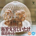 【送料無料】おうちできのこ狩り!「極旨しいたけ栽培キット&栽培容器付」【野菜の苗 】キノコ 栽培セット 栽培キット プレゼント ギフト