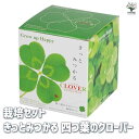 【P2倍★マラソン期間中】栽培セット きっとみつかる四つ葉のクローバー【花苗 】簡単キット 栽培キット お手軽ガーデニング