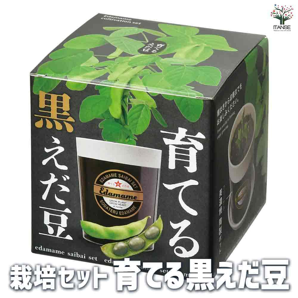 【送料無料】栽培セット 育てる黒えだ豆【野菜の苗 】簡単キット 栽培キット お手軽ガーデニング