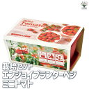 【P2倍★マラソン期間中】栽培セット エンジョイプランターベジ ミニトマト【野菜の苗 】簡単キット 栽培キット お手軽ガーデニング