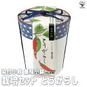 【送料無料】栽培セット 染付小紋 薬味小鉢 とうがらし【野菜の苗 】簡単キット 栽培キット お手軽ガーデニング