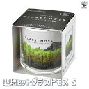 【送料無料】栽培セット グラストモス Sサイズ【観葉植物 】簡単キット 栽培キット お手軽ガーデニング