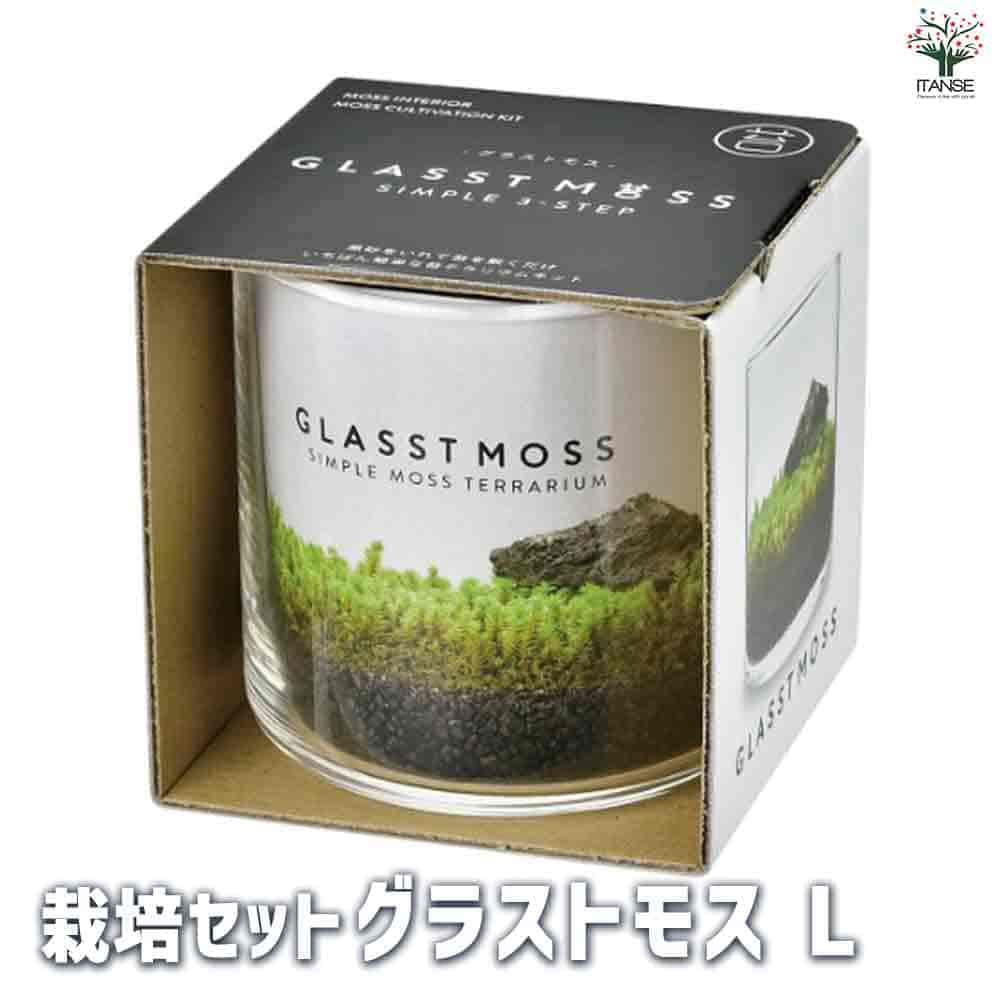 【SS期間★ポイントUP】栽培セット グラストモス Lサイズ【観葉植物 】簡単キット 栽培キット お手軽ガーデニング