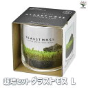 【10%OFFクーポン有】栽培セット グラストモス Lサイズ 【観葉植物 】簡単キット 栽培キット お手軽ガーデニング