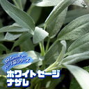 【P2倍★マラソン期間中】ホワイトセージ ナザレ 10.5cm【おうちで簡単!育てやすい10.5cmポットハーブ苗シリーズ!】根張り・大きさ・選別が良いので、育...