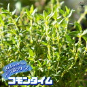 【送料無料】コモンタイム 10.5cm【おうちで簡単！育てやすい10.5cmポットハーブ苗シリーズ！】根張り・大きさ・選別が良いので、育てやすい！生育簡単で初心者にもオススメのハーブシリーズです！ガーデニングや家庭菜園に！