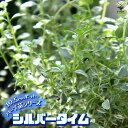 【P2倍★マラソン期間中】シルバータイム (シルバーポジー)10.5cm【おうちで簡単!育てやすい10.5cmポットハーブ苗シリーズ!】根張り・大きさ・選別が良...