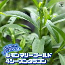 【P2倍★マラソン期間中】レモンマリーゴールド 4シーズンタラゴン 10.5cm【おうちで簡単!育てやすい10.5cmポットハーブ苗シリーズ!】根張り・大きさ・...