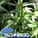 【P2倍★マラソン期間中】フレンチタラゴン 10.5cm【おうちで簡単!育てやすい10.5cmポットハーブ苗シリーズ!】根張り・大きさ・選別が良いので、育てやす...