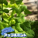 【P2倍★マラソン期間中】アップルミント 10.5cm【おうちで簡単!育てやすい10.5cmポットハーブ苗シリーズ!】根張り・大きさ・選別が良いので、育てやすい...