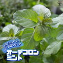 【P2倍★マラソン期間中】オーデコロンミント 10.5cm【おうちで簡単!育てやすい10.5cmポットハーブ苗シリーズ!】根張り・大きさ・選別が良いので、育てや...