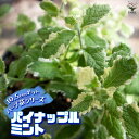 【P2倍★マラソン期間中】パイナップルミント 10.5cm【おうちで簡単!育てやすい10.5cmポットハーブ苗シリーズ!】根張り・大きさ・選別が良いので、育てや...