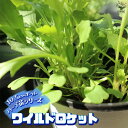 【P2倍★マラソン期間中】ワイルドロケット 10.5cm【おうちで簡単!育てやすい10.5cmポットハーブ苗シリーズ!】根張り・大きさ・選別が良いので、育てやす...