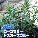 【P2倍★マラソン期間中】ローズマリー トスカーナブルー 10.5cm【おうちで簡単!育てやすい10.5cmポットハーブ苗シリーズ!】根張り・大きさ・選別が良い...