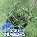 【P2倍★マラソン期間中】ローズマリー ブルーラグーン【おうちで簡単!育てやすい10.5cmポットハーブ苗シリーズ!】根張り・大きさ・選別が良いので、育てやすい...