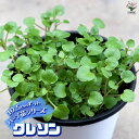 【P2倍★マラソン期間中】クレソン【ハーブの苗 10.5cm 】【おうちで簡単!育てやすい10.5cmポットハーブ苗シリーズ!】根張り・大きさ・選別が良いので、...