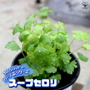 【P2倍★マラソン期間中】スープセロリ【おうちで簡単!育てやすい10.5cmポットハーブ苗シリーズ!】【ハーブの苗 10.5cm 】根張り・大きさ・選別が良いの...